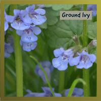 Ground Ivy